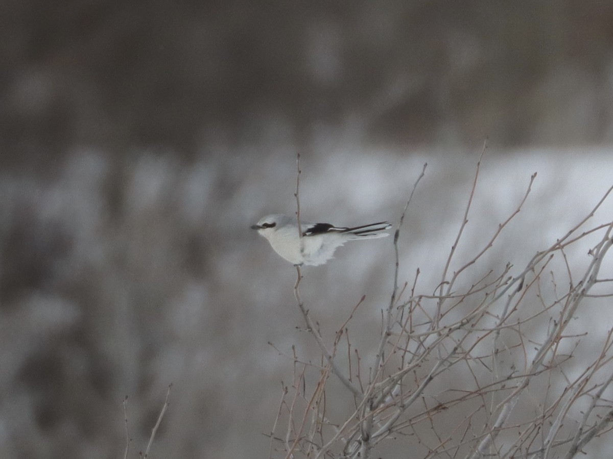 Northern Shrike - ML313885001