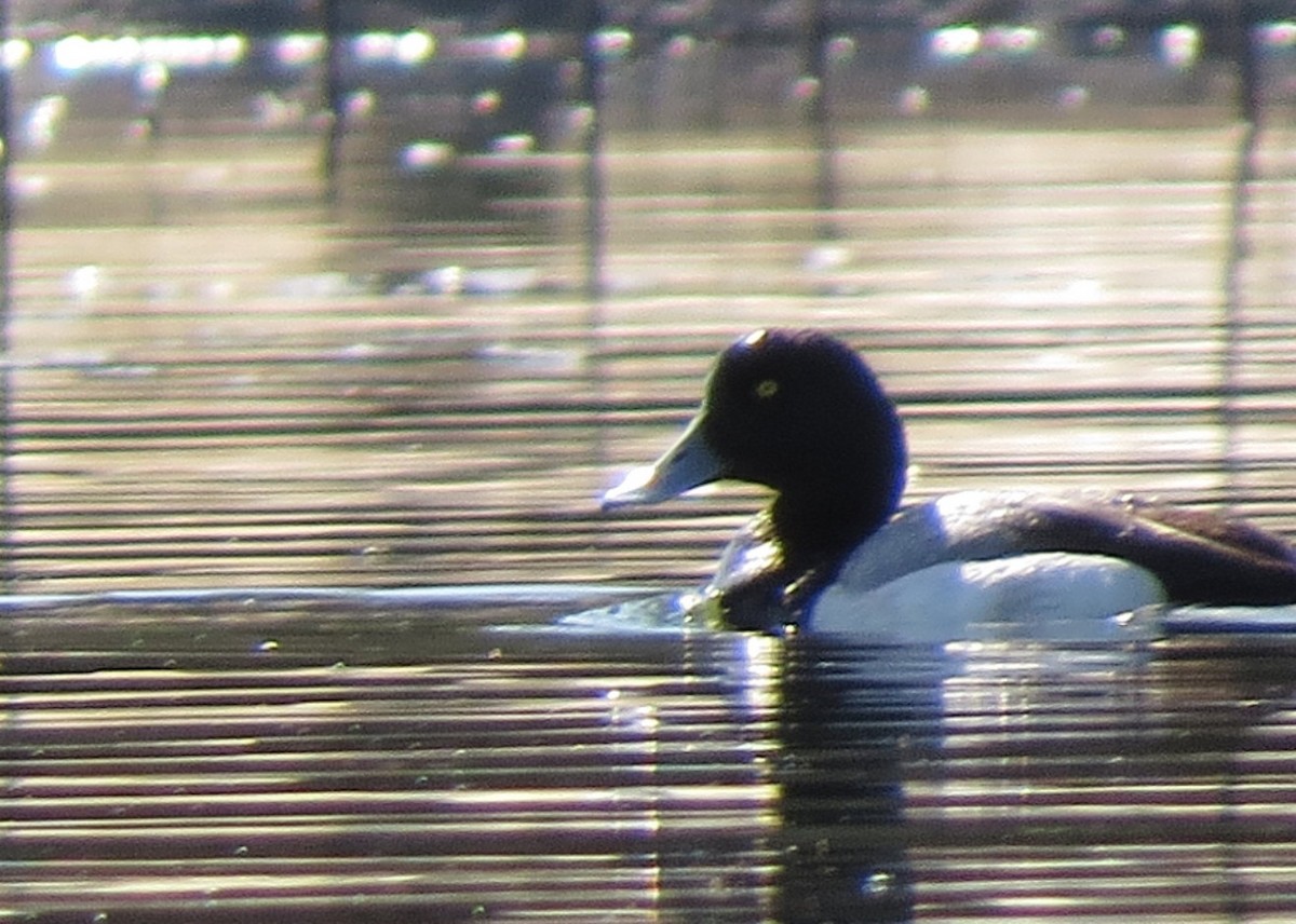 Greater/Lesser Scaup - ML31388571