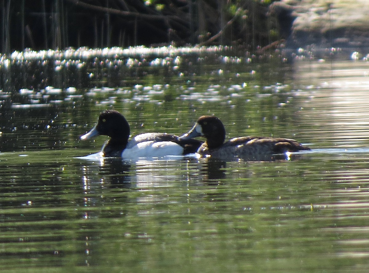 Greater/Lesser Scaup - ML31388591