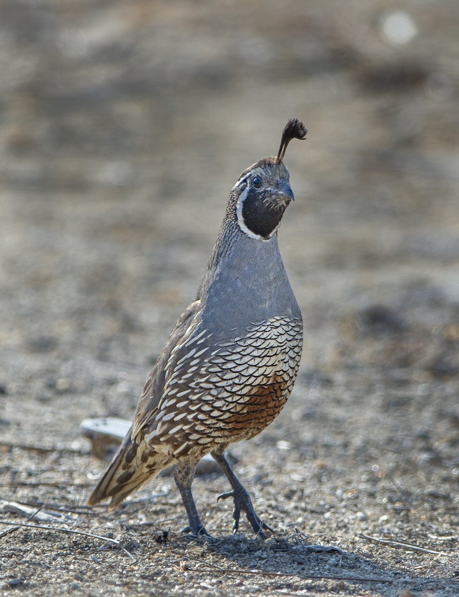 California Quail - Sergio Rivero Beneitez