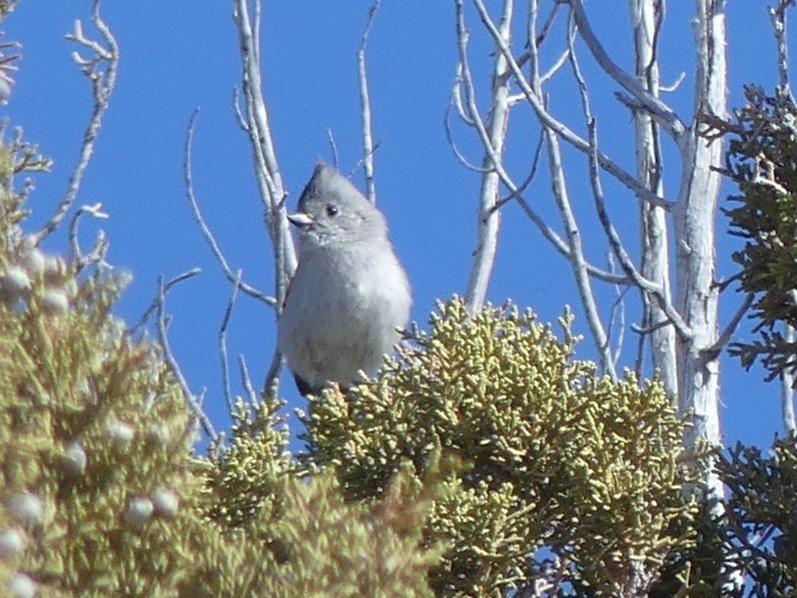 Juniper Titmouse - Jon Manwaring