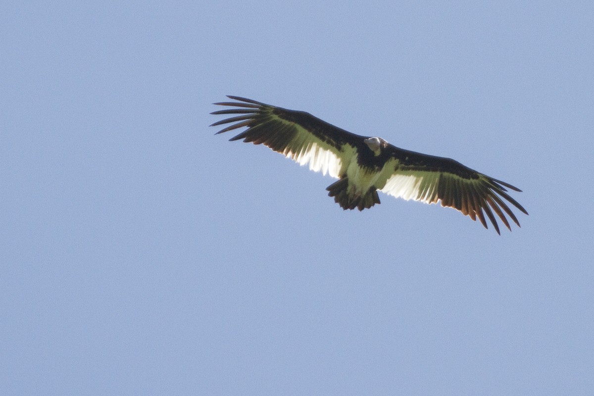 White-headed Vulture - David Robichaud