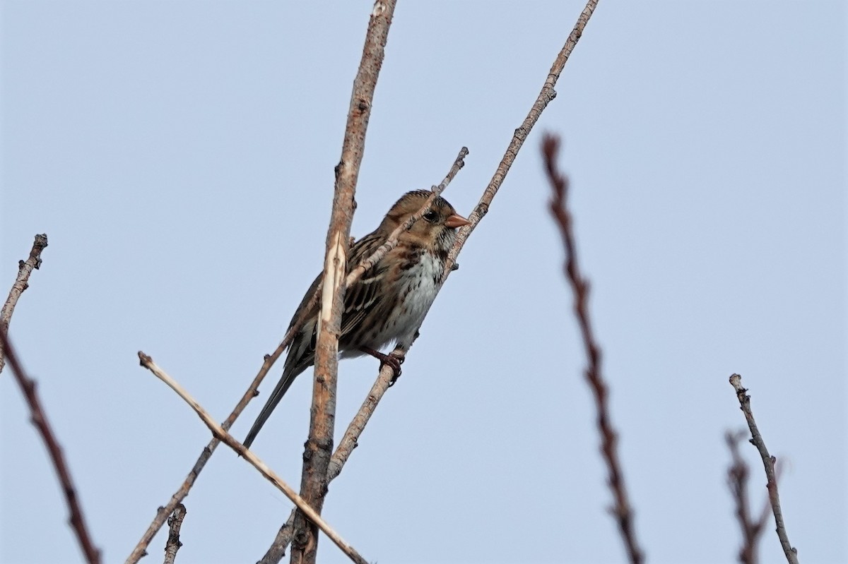 Harris's Sparrow - ML313888501