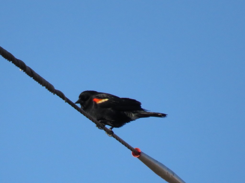 Red-winged Blackbird - ML313889061