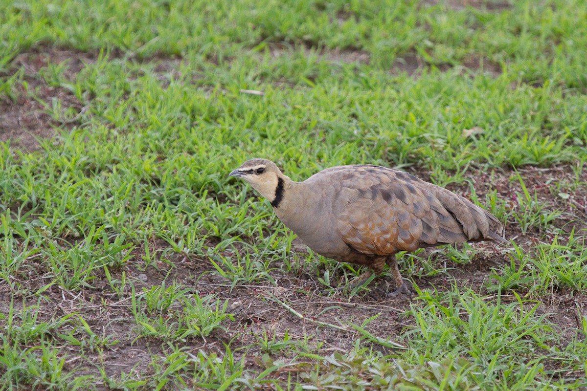 Yellow-throated Sandgrouse - ML313889201