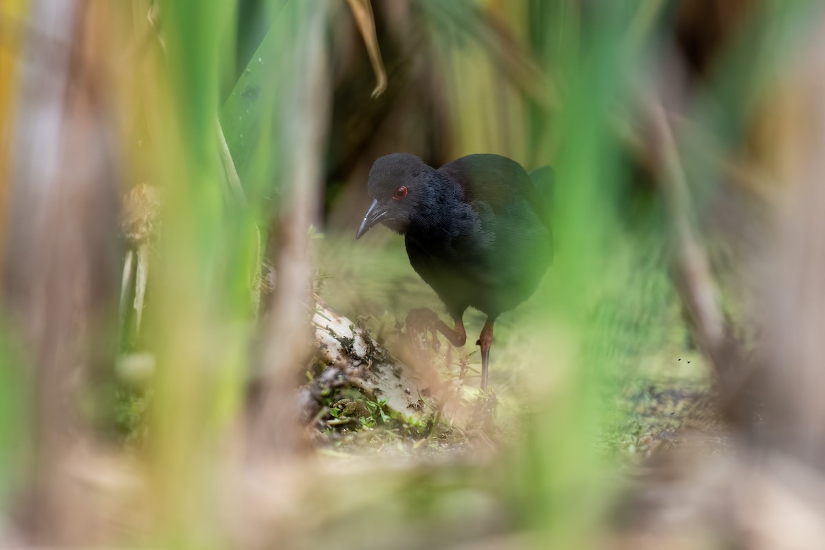 Spotless Crake - Peter Griffiths