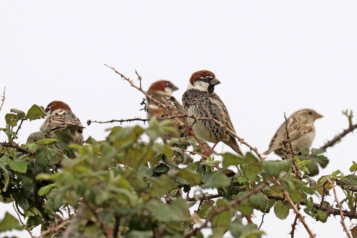 Spanish Sparrow - Francisco Barroqueiro