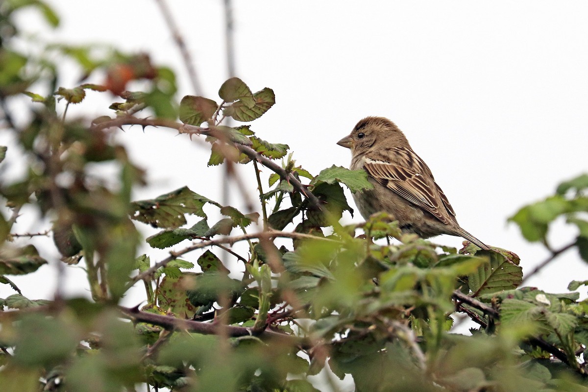 Spanish Sparrow - ML313890391