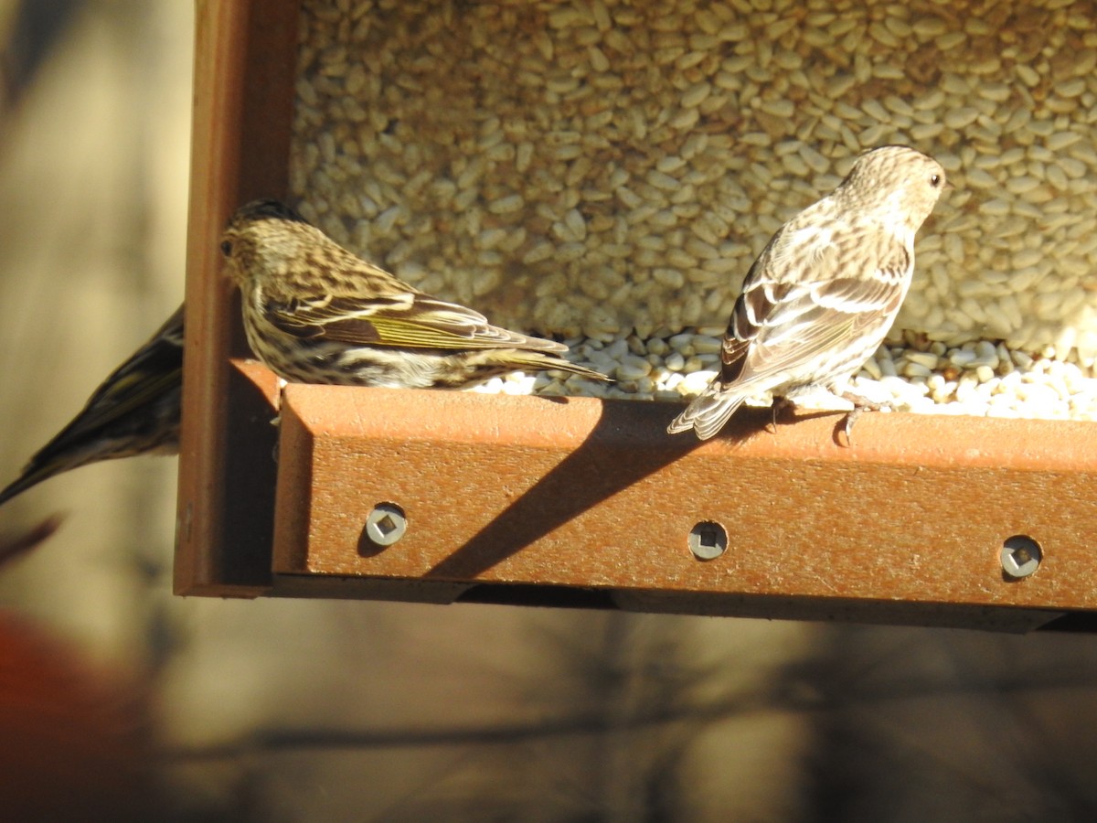 Pine Siskin - ML313891761