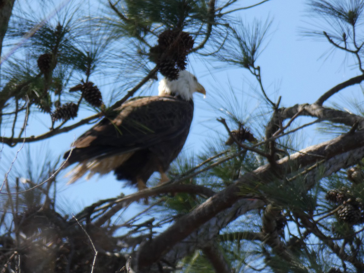 Bald Eagle - Jean Ells