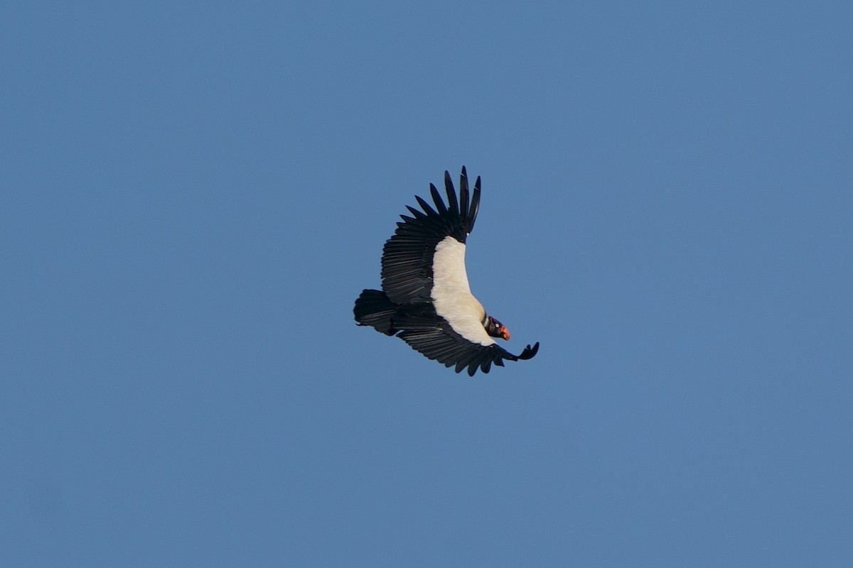 King Vulture - Gil Eckrich