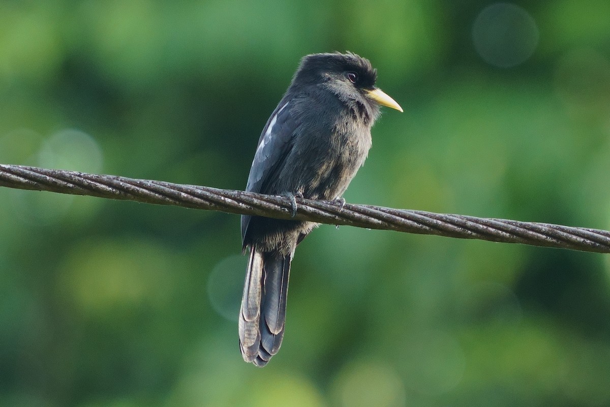 Yellow-billed Nunbird - Gil Eckrich