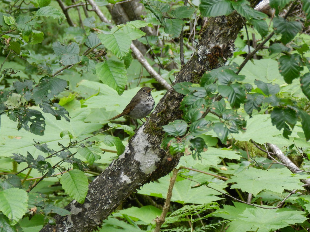 Hermit Thrush - ML313894691