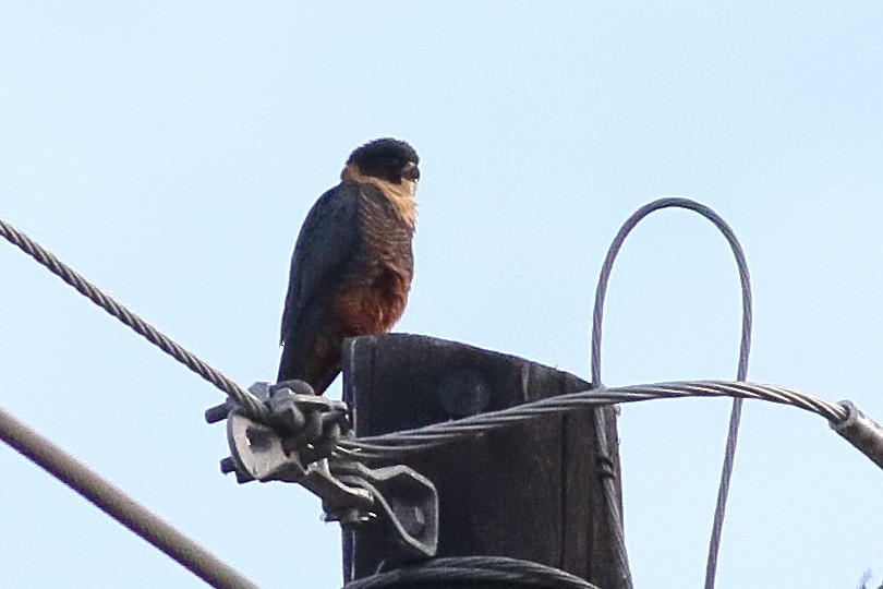 Bat Falcon - ML313894791