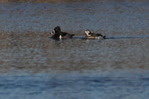 Long-tailed Duck - ML313895071