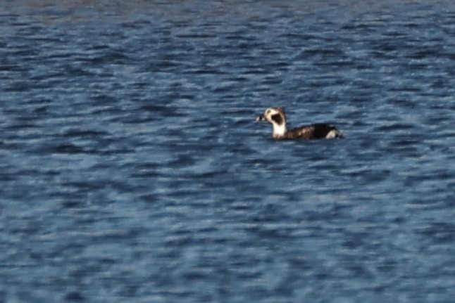 Long-tailed Duck - ML313895191
