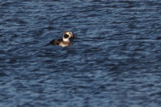 Long-tailed Duck - ML313895231