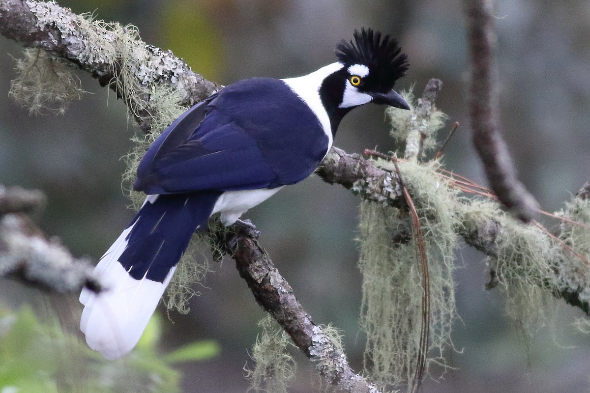 Tufted Jay - ML313897781