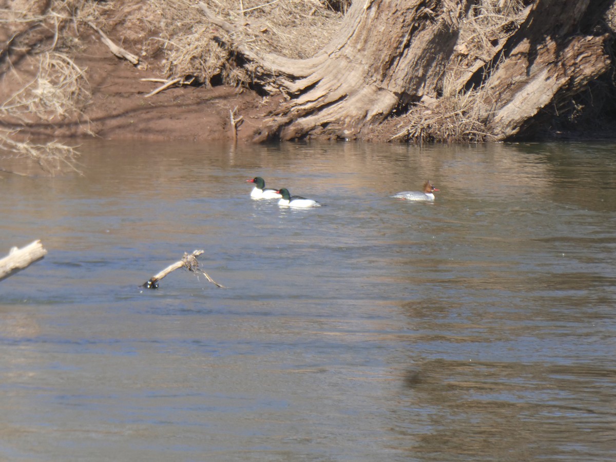 Common Merganser - ML313898601