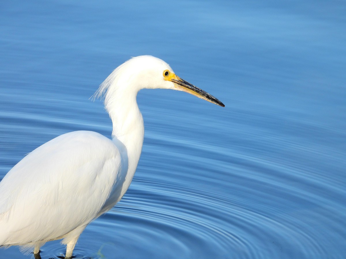 Snowy Egret - ML313898891