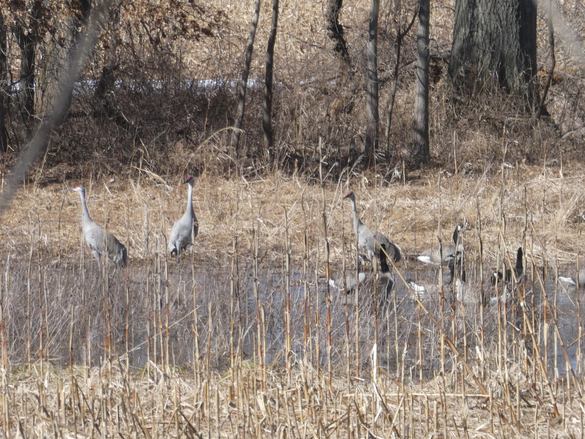 Sandhill Crane (tabida/rowani) - ML313899191