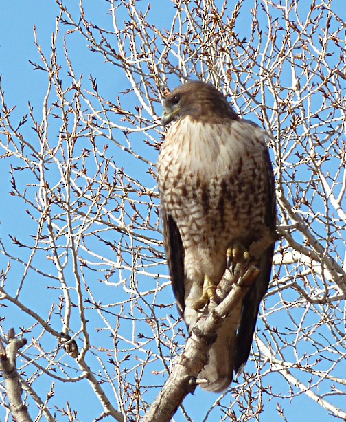 Red-tailed Hawk - ML313900851