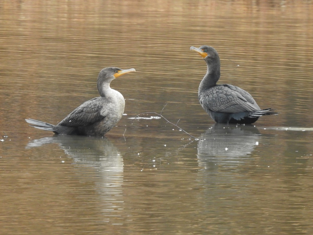 Double-crested Cormorant - ML313901671