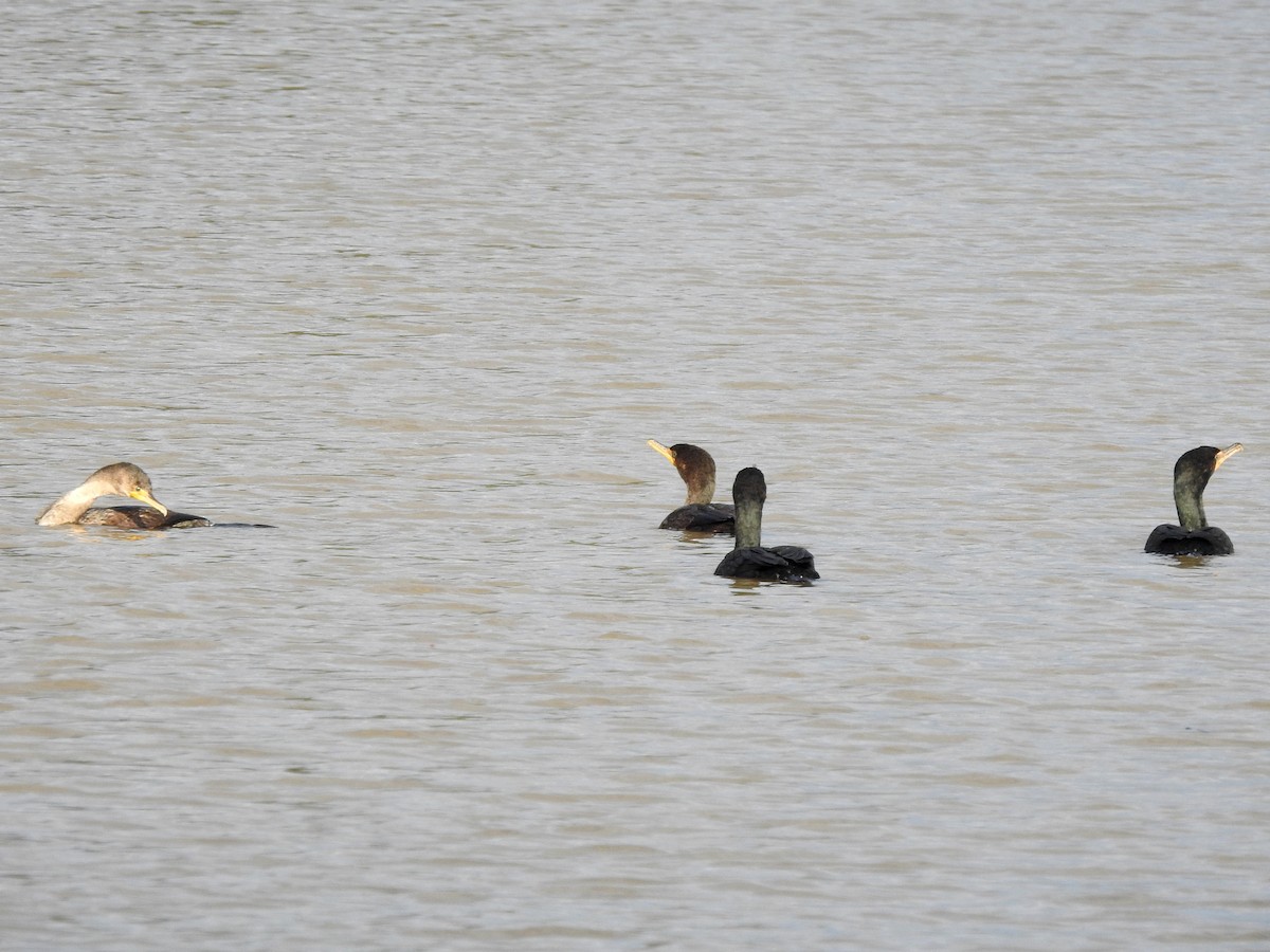 Double-crested Cormorant - ML313901701