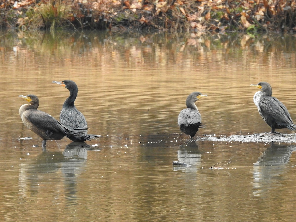Double-crested Cormorant - ML313901711