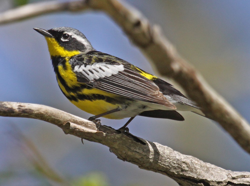 Magnolia Warbler - ML313901741