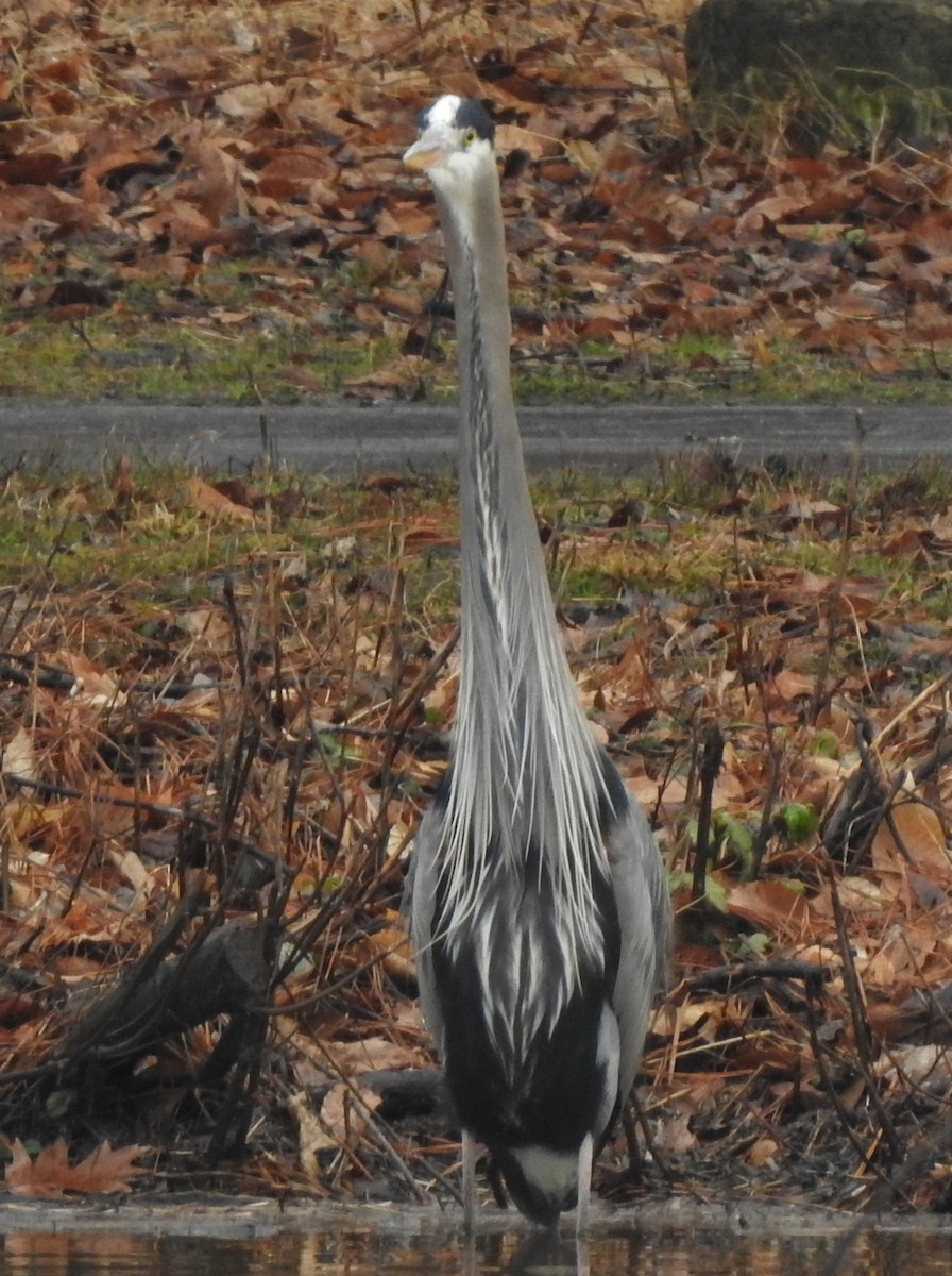 Great Blue Heron (Great Blue) - ML313902181