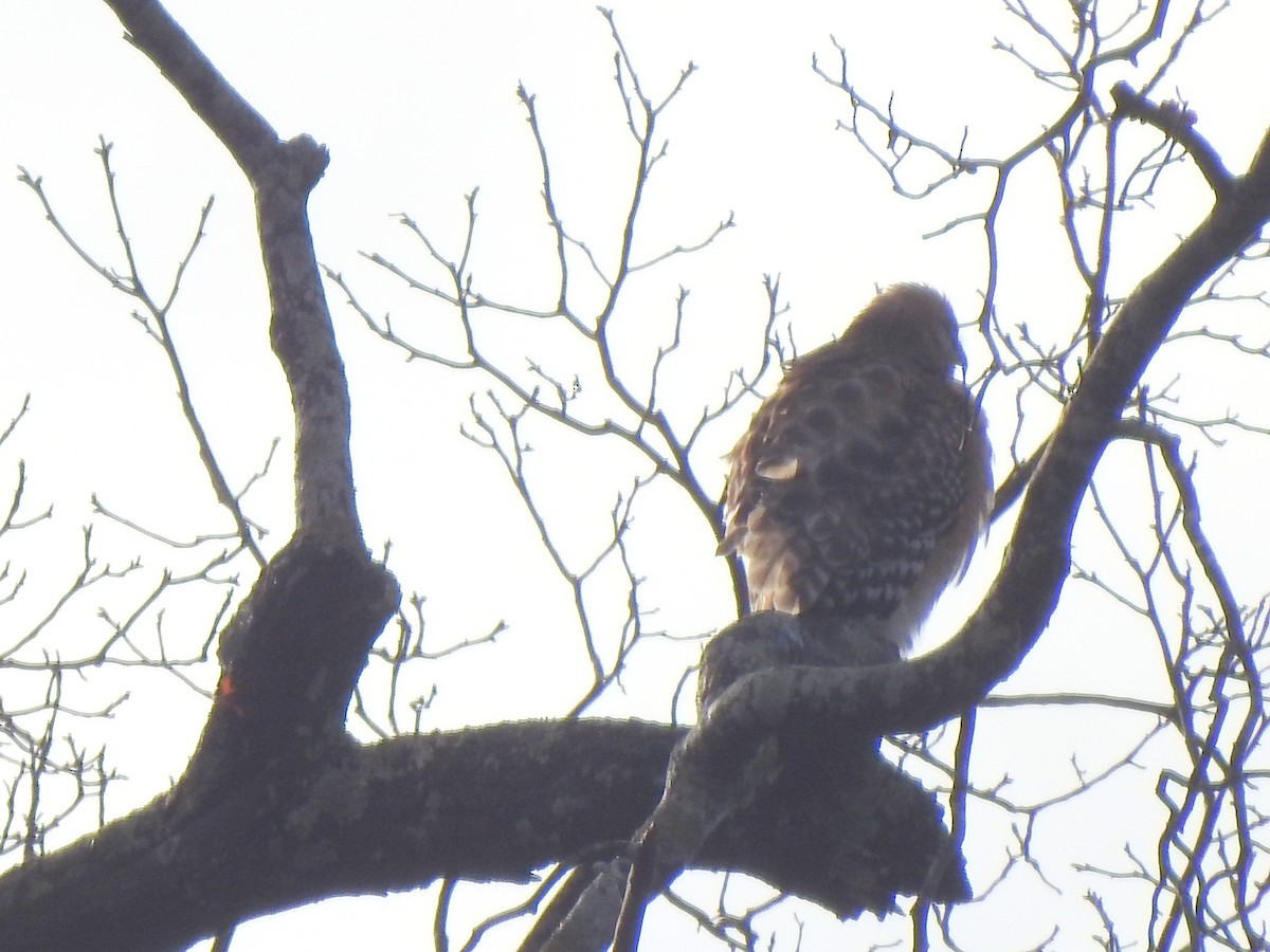 Red-shouldered Hawk (lineatus Group) - ML313902531
