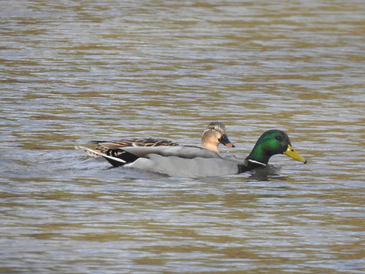 Mallard - ML313902681