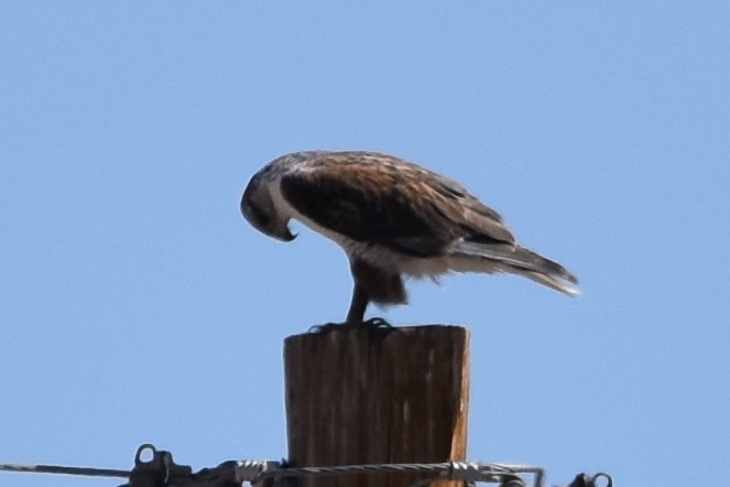 Ferruginous Hawk - ML313903101