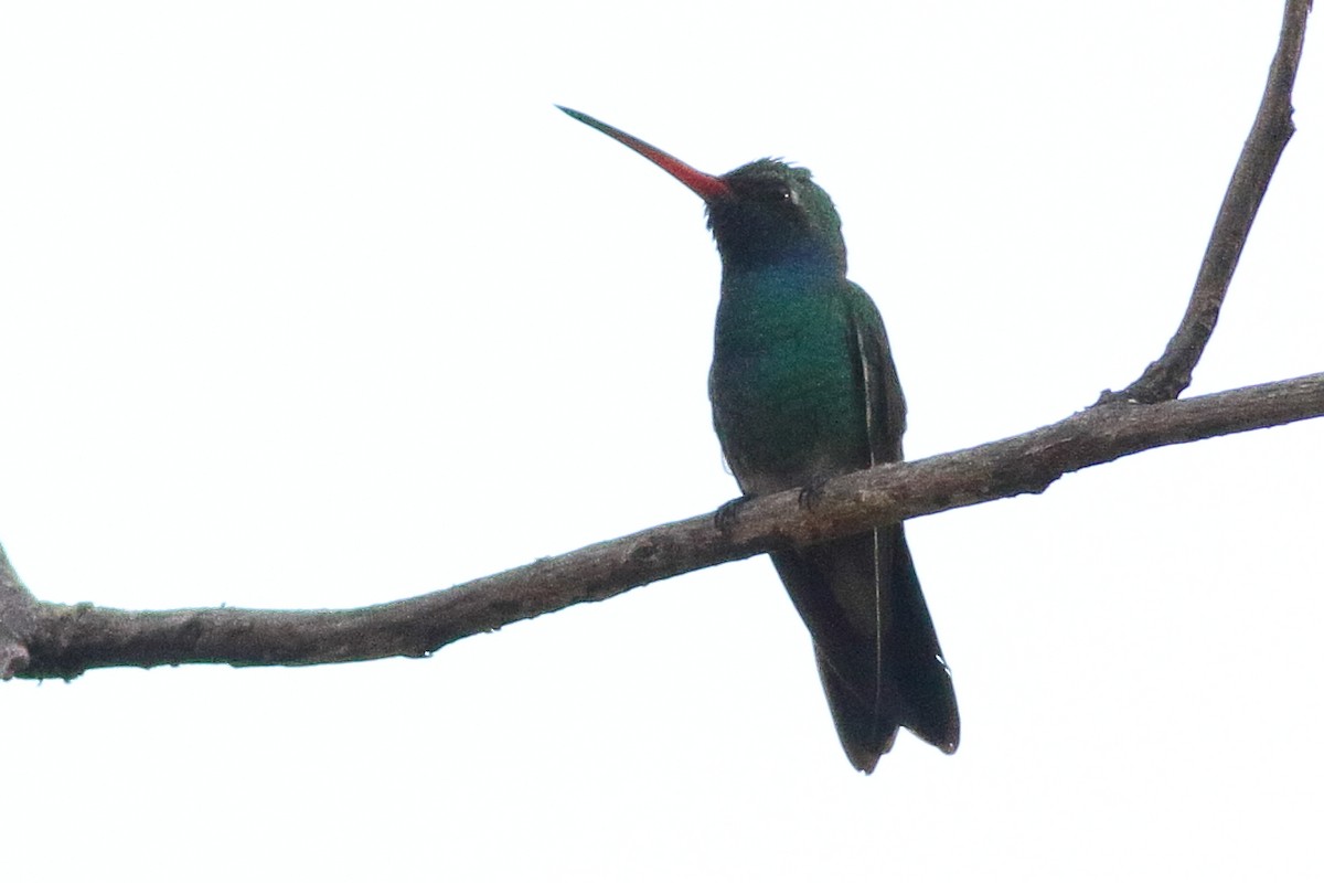 Colibrí Piquiancho Común - ML313904801