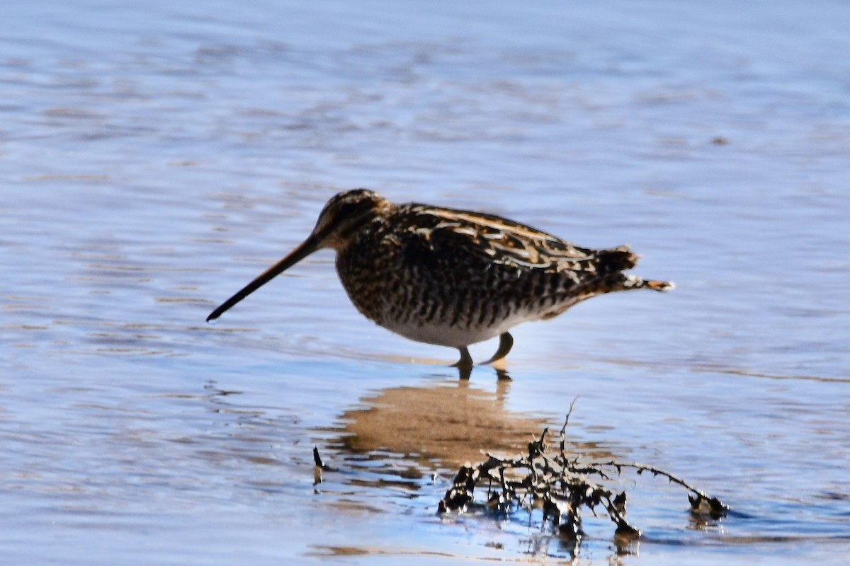 Wilson's Snipe - ML313907311