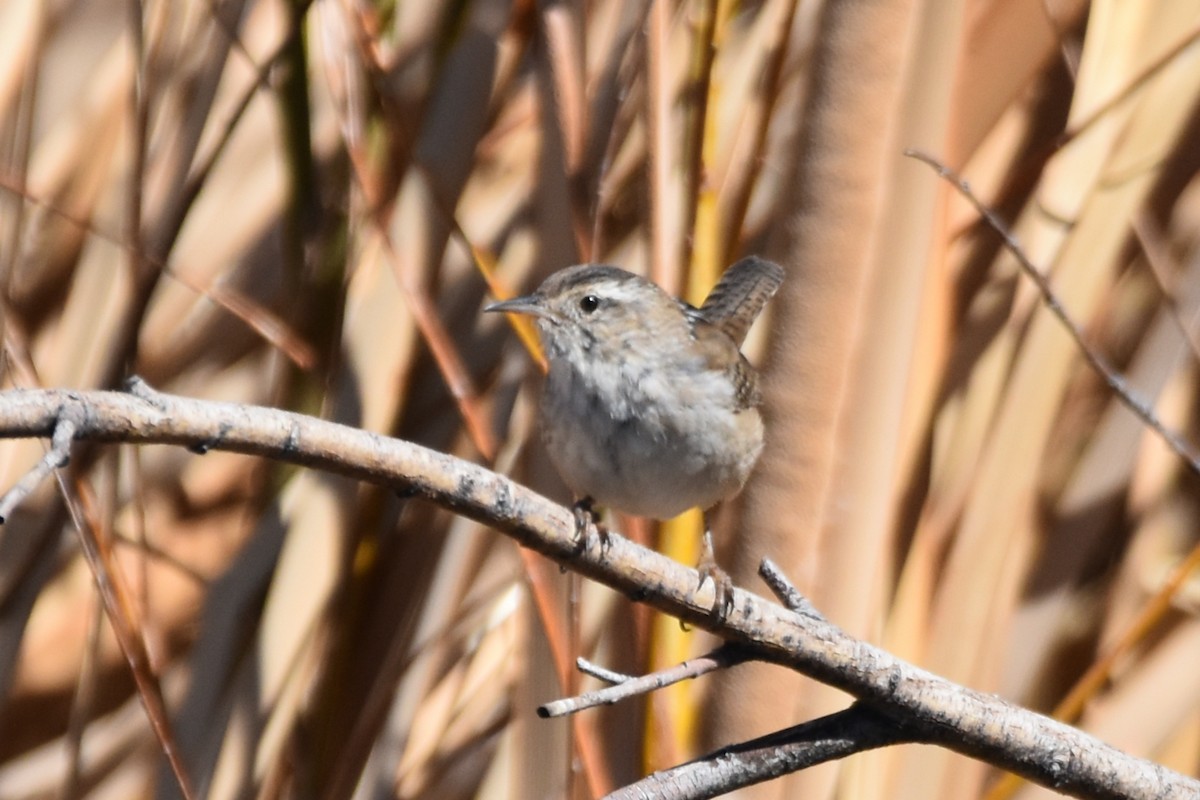 Marsh Wren - ML313907961