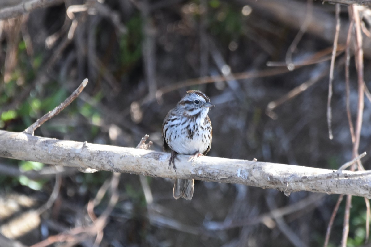 Song Sparrow - ML313908061