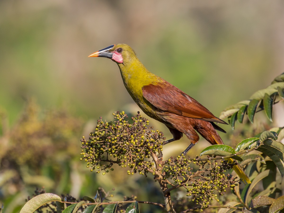 【オリーブさま】94.100.105.7.48 Olive Oropendola - Psarocolius bifasciatus - Birds of the World