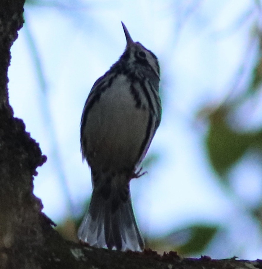 Black-and-white Warbler - ML313911311
