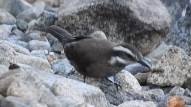 Remolinera Araucana - ML313911341