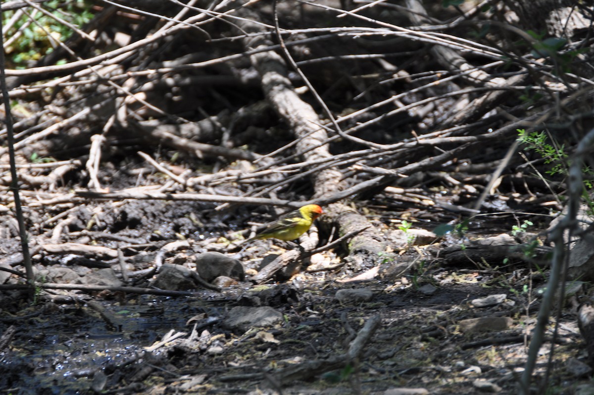 Western Tanager - ML313913291