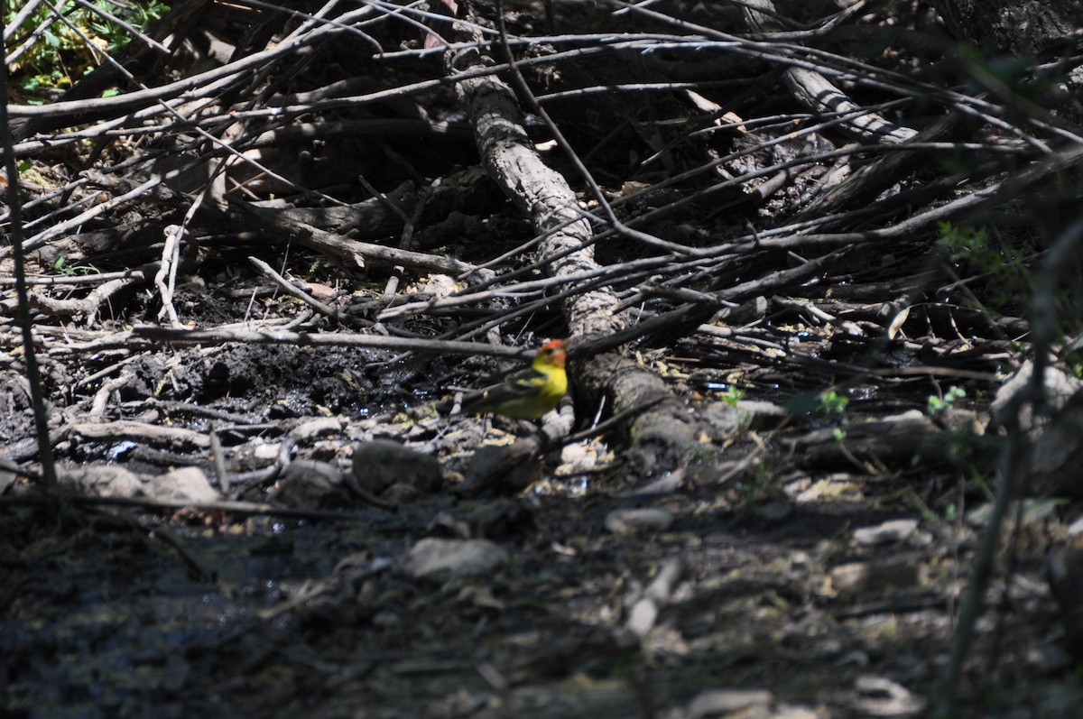 Western Tanager - ML313913311