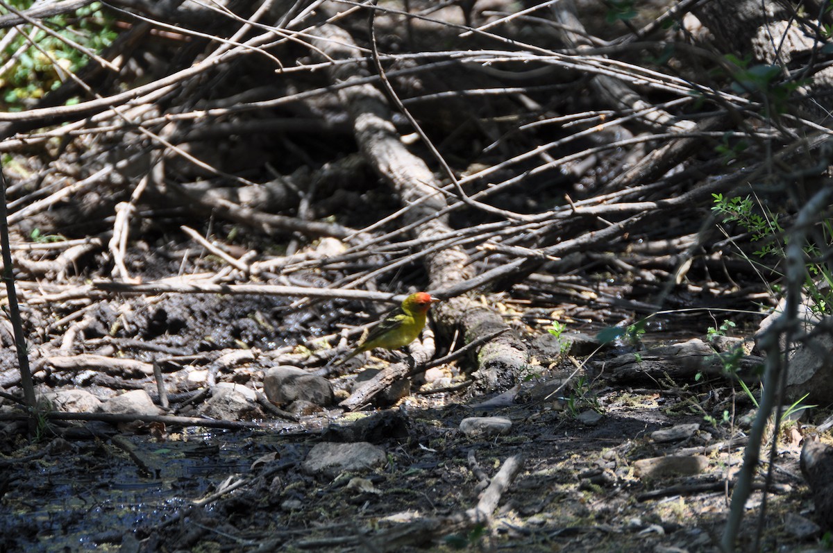 Western Tanager - ML313913321