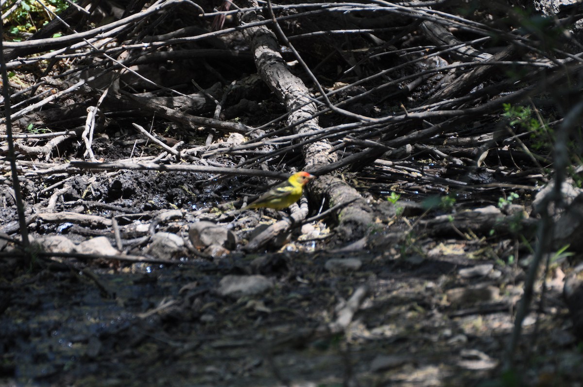Western Tanager - ML313913381