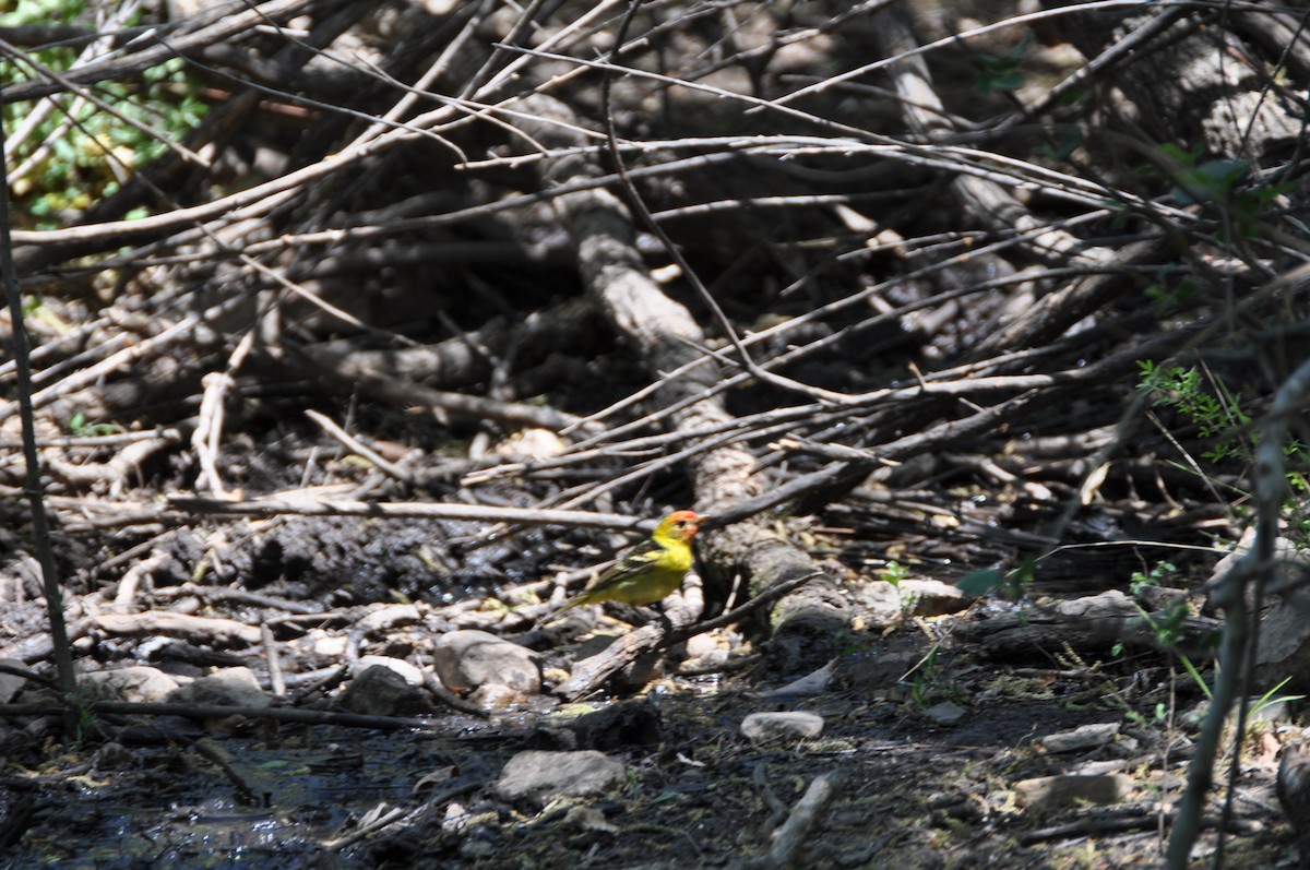 Western Tanager - ML313913391