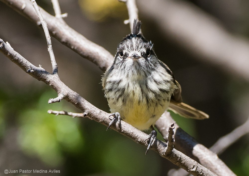 Tufted Tit-Tyrant - ML313915591