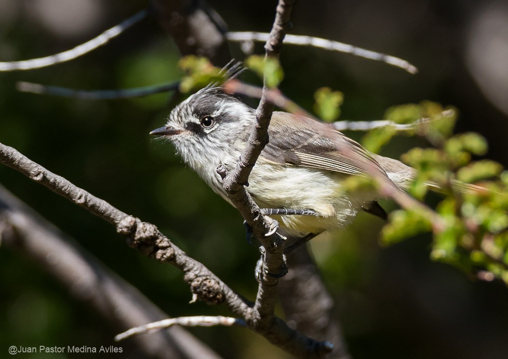 Tufted Tit-Tyrant - ML313915721