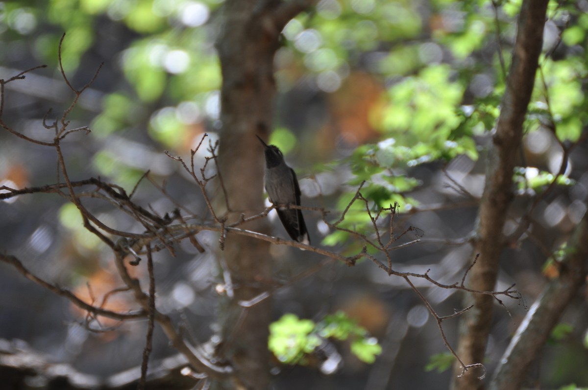 kolibřík blankytohrdlý - ML313916271