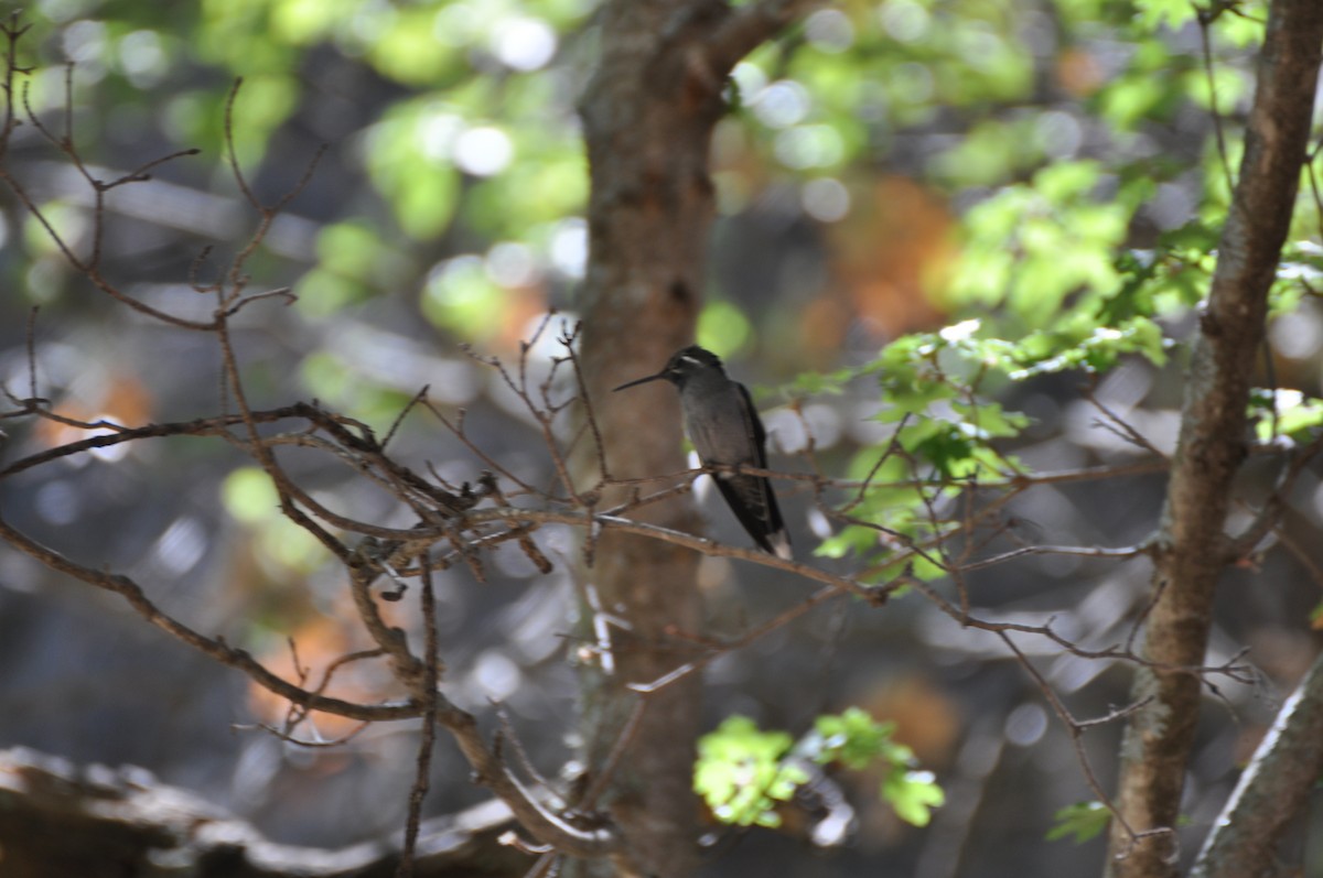 Blue-throated Mountain-gem - Edward Raynor